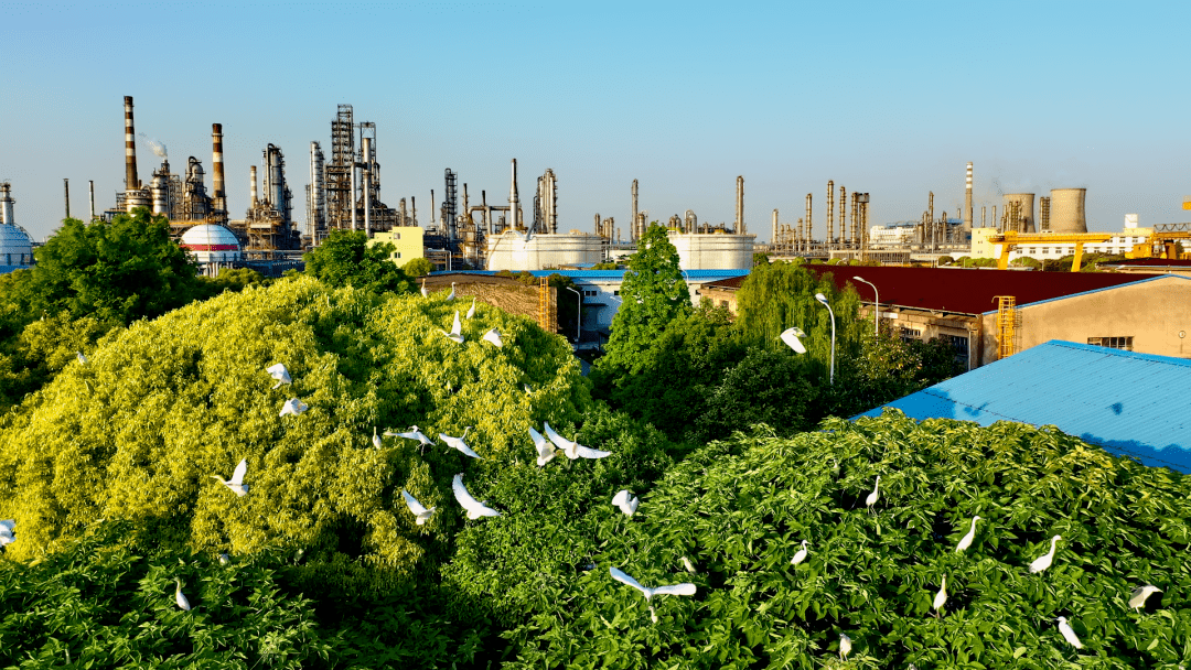 夏季招聘 | 镇海炼化夏季校园招聘,梦想从这个夏天起航!