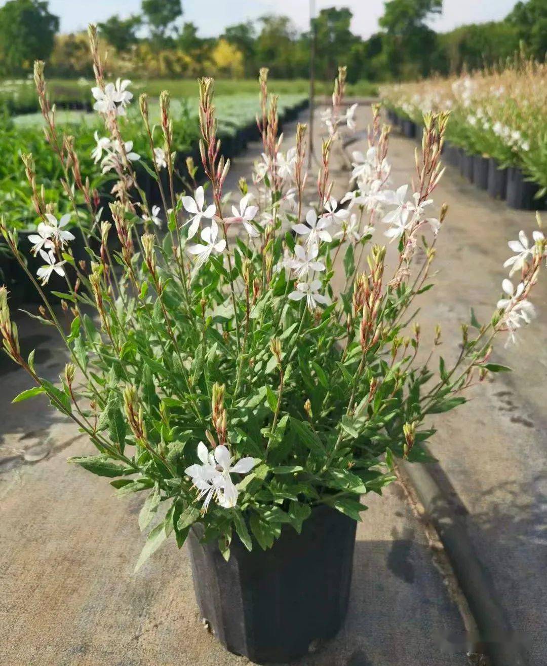 容器规格(2加仑),建议种植密度(16盆/m2),花期5-9月修剪后可二次开花