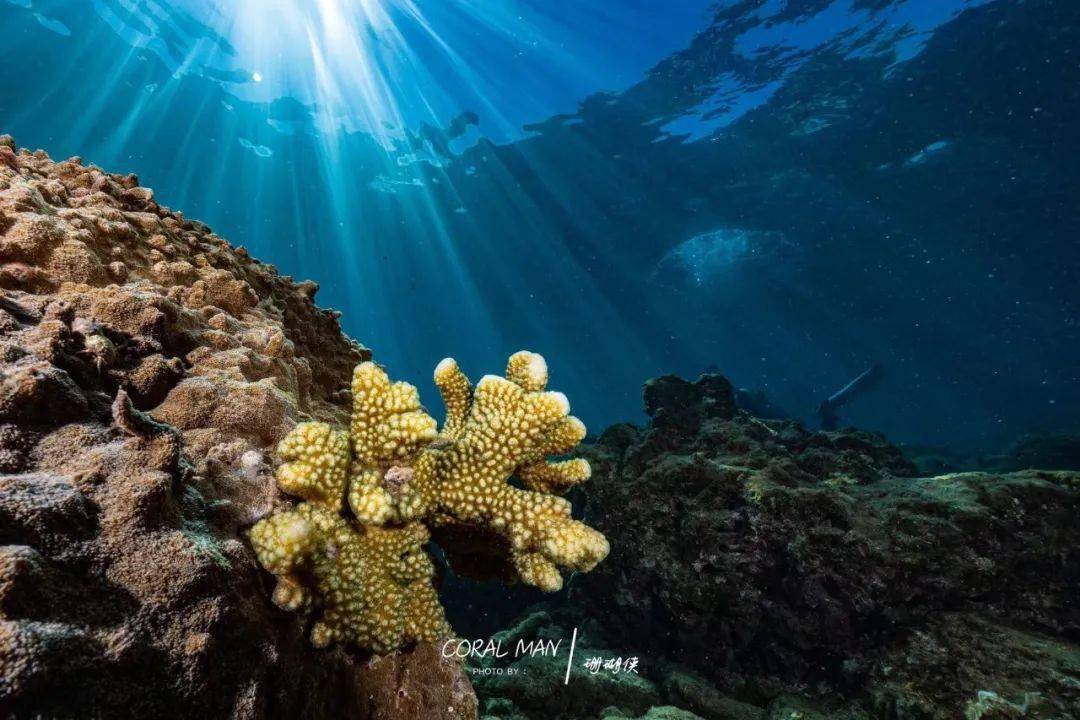 国家潜水南方训练基地石梅湾加井岛潜水摄影美图欣赏