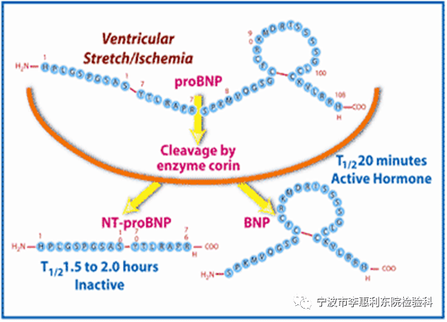 ntprobnp生物学特性及临床意义