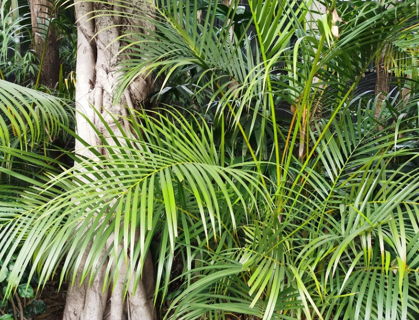 这5种网红植物 好看好养 家里养一盆气质佳 叶片 叶榕 花卉