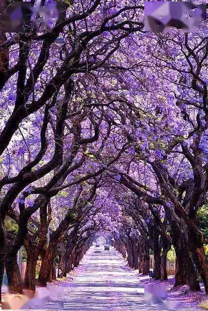 鲜花一样的树(图)_历史_来源_图片