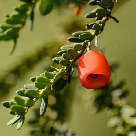 Rapid Weight Loss - Green Coffee Cleanse 800mg - Green Coffee Ground Capsule 1B