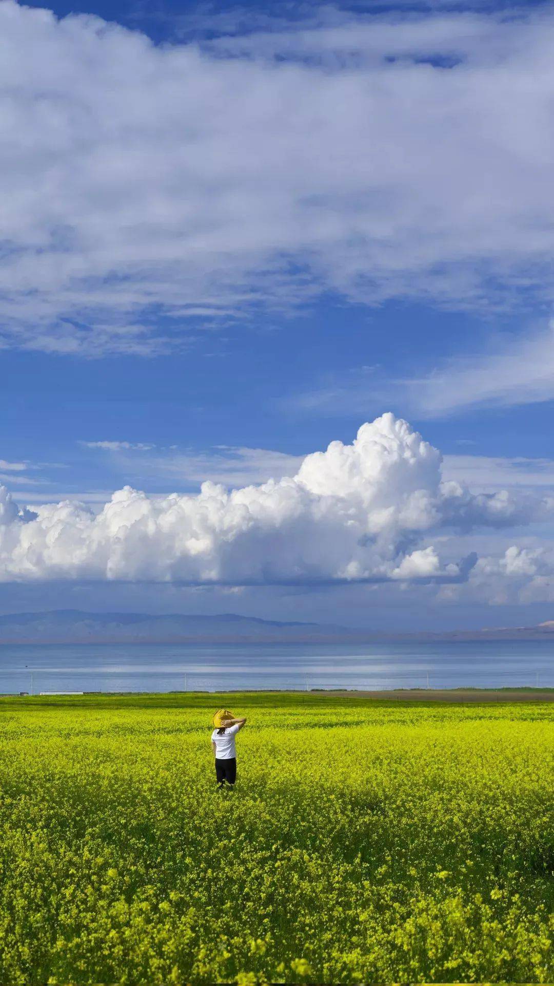 七月 青海湖盛开 海北 草原 梦幻