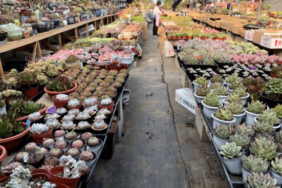青浦花卉市场图片
