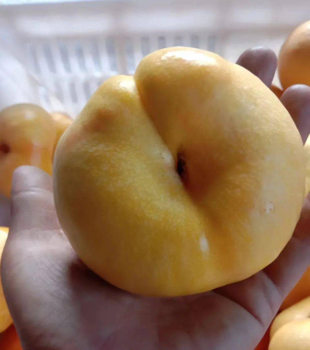 手工现摘包邮到家蒙阴网红黄桃黄油蟠桃限量发售中