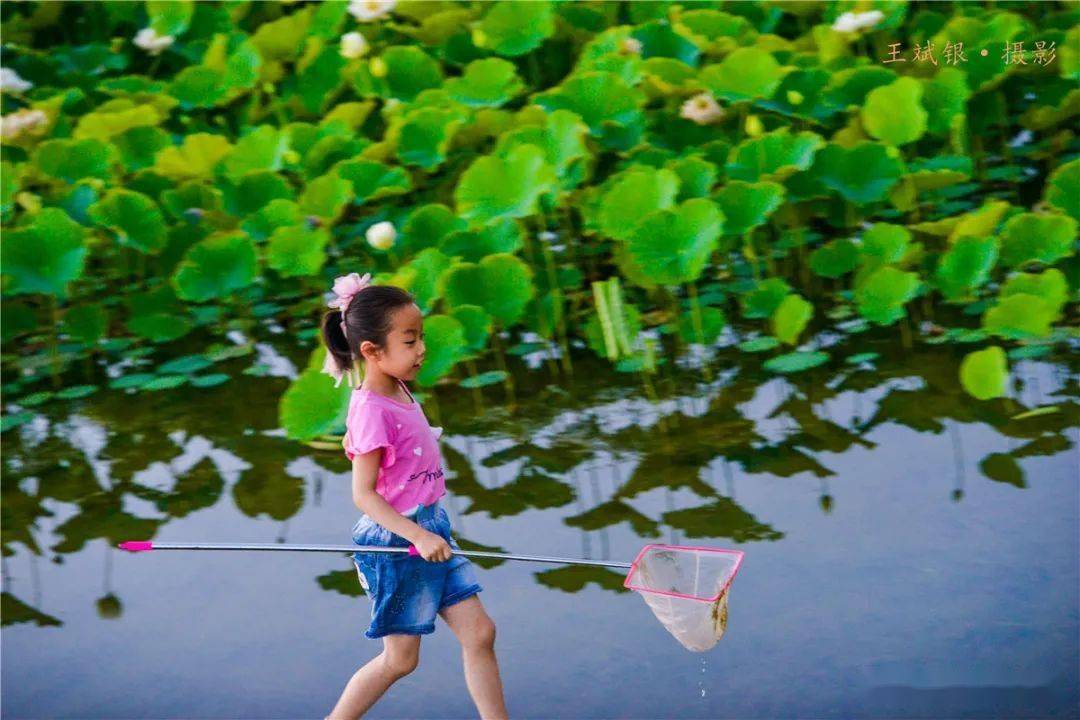 敦煌大漠荷花盛开，暗香盈袖美醉夏日