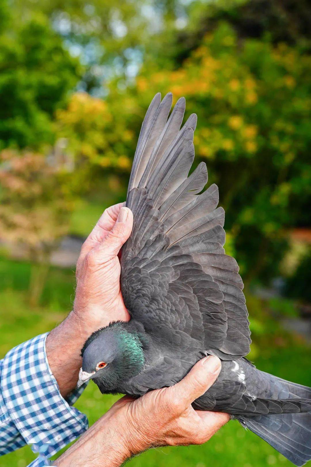 图集高速归巢2022年蒙特利玛冠军鸽来袭