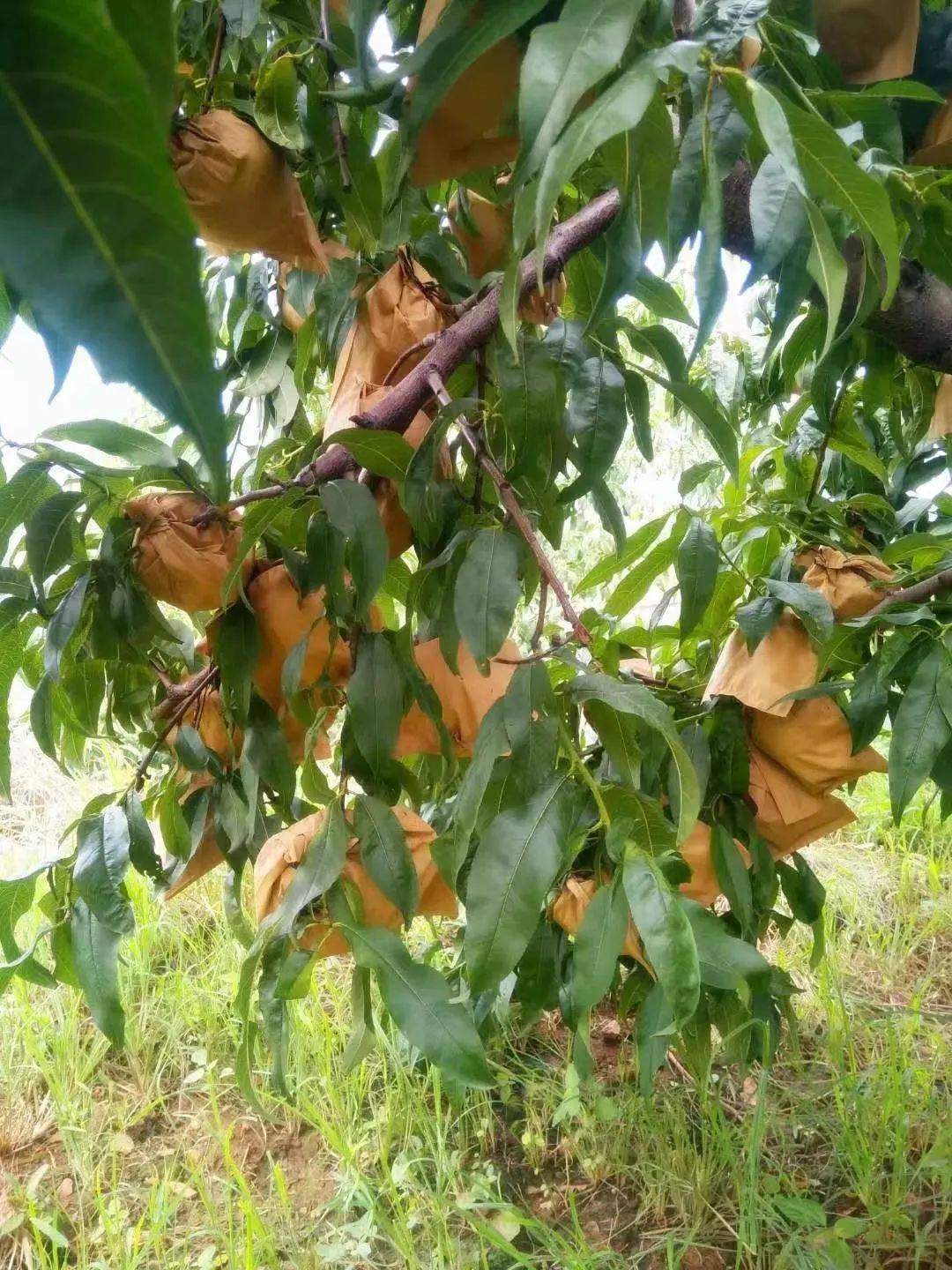 手工现摘包邮到家蒙阴网红黄桃黄油蟠桃限量发售中