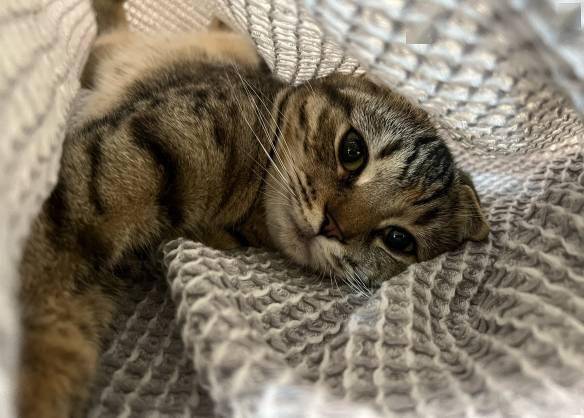 第一次照镜子的喵星人超萌炸毛凶走镜中猫