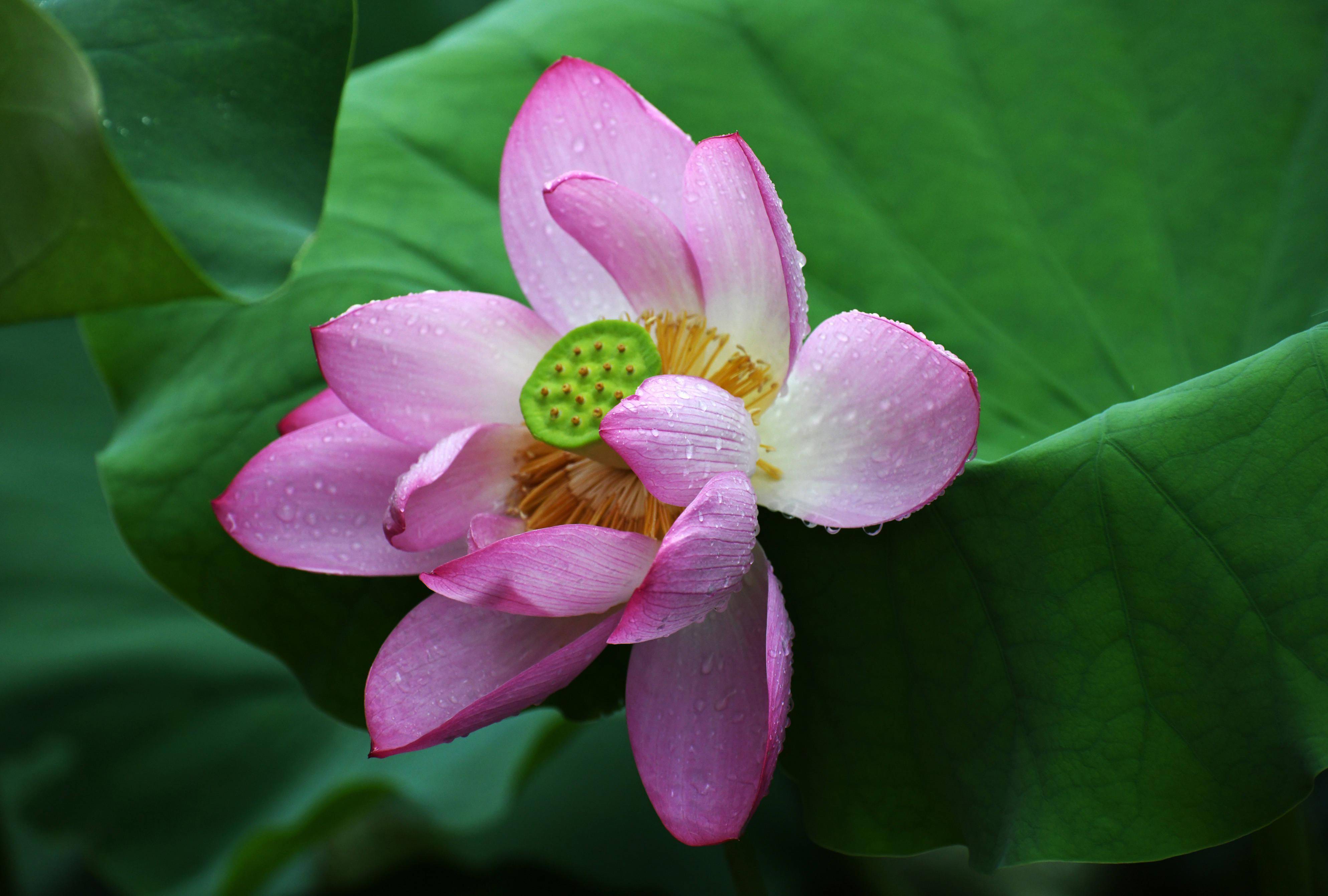 滴水荷花图片大全图片