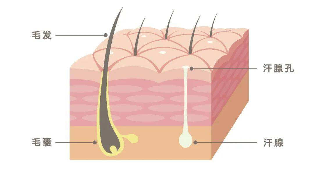 毛囊_汗腺_皮肤