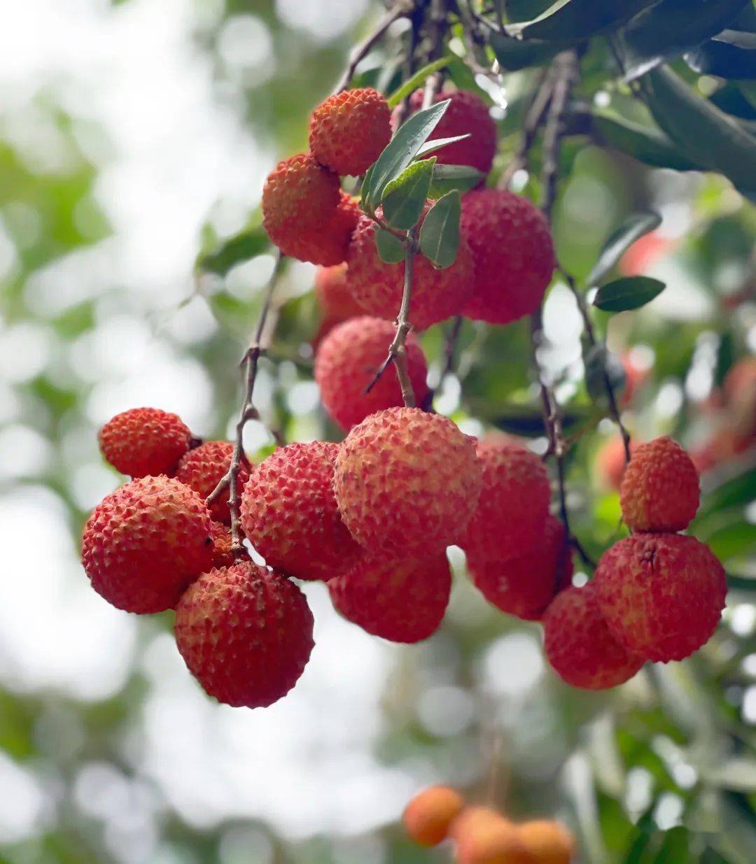 荔枝飘香到南宁这个果园享受一场荔枝盛宴吧