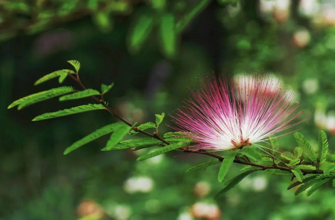 小暑_豆汤_赤小豆_绿豆