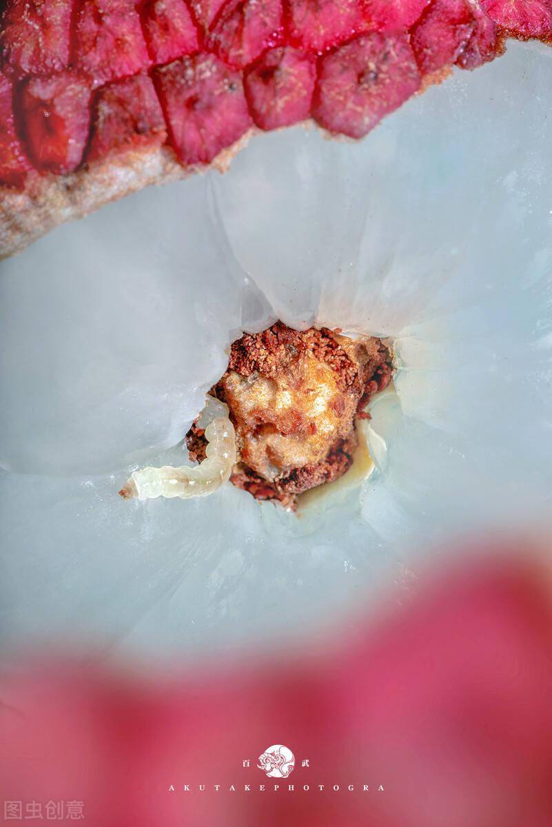 余大伯说,被荔枝蒂蛀虫钻了的荔枝果,仔细看的话会发现在接近果蒂的