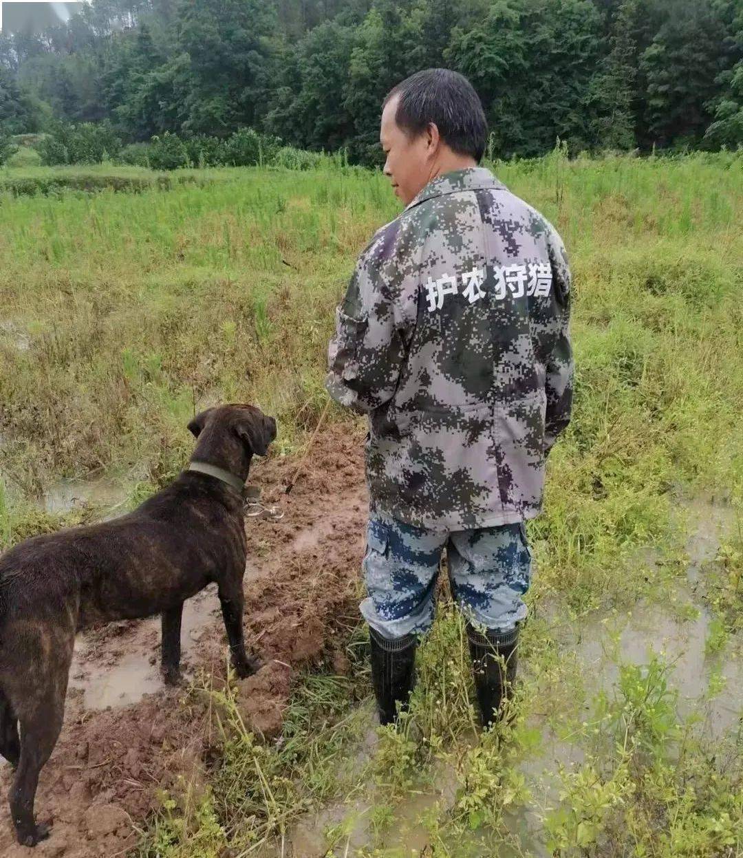 上犹成立一支护农狩猎队,狩猎野猪._财产安全_活动_农作物