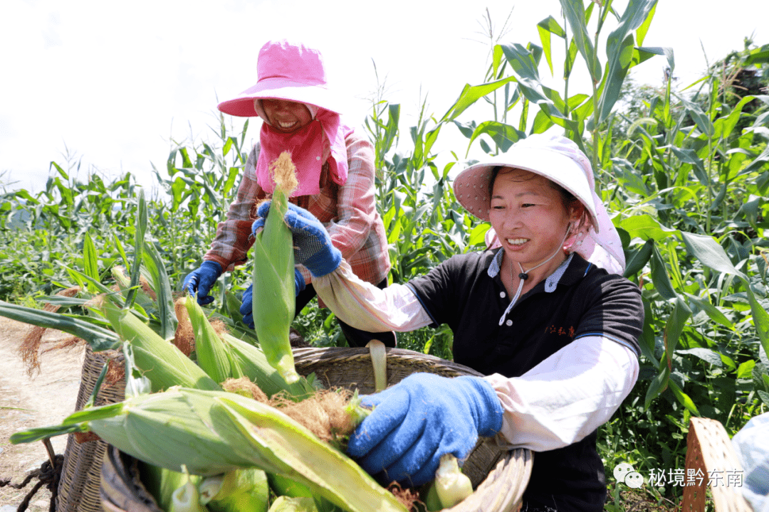 关注贵州剑河鲜食玉米错峰上市产销两旺