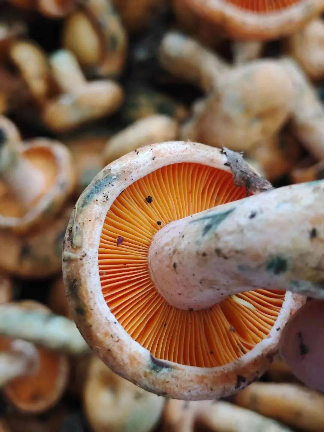 喇叭张蘑菇怎么做好吃图片