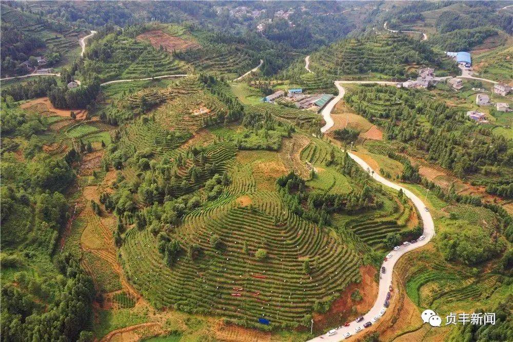 贞丰:双手采茶竞赛强技能促提升_小屯镇_茶叶_比赛