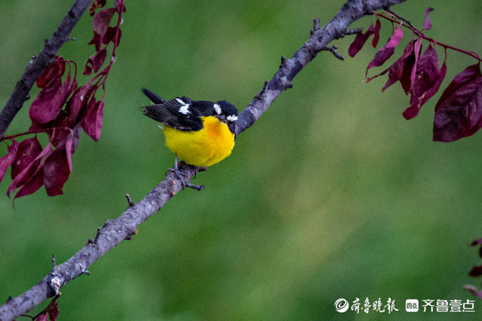 鸭蛋黄鸟羽色艳丽鸣声短促悦耳
