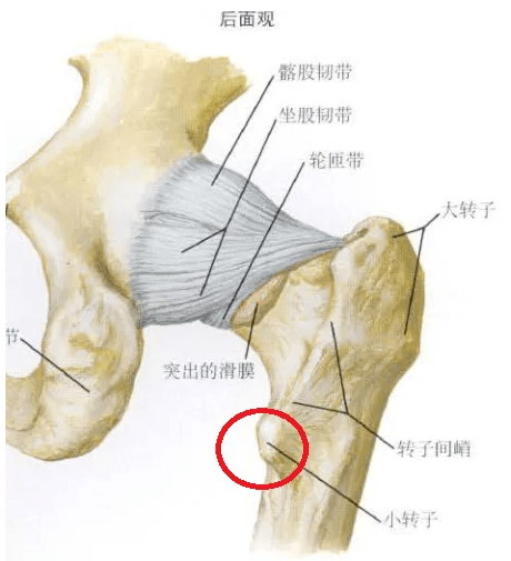 腹股沟三角区的解剖图图片