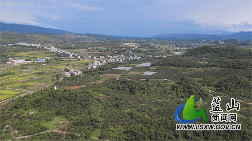 蓝山太平圩镇大洞村：鹰嘴桃上市“甜蜜”度夏日