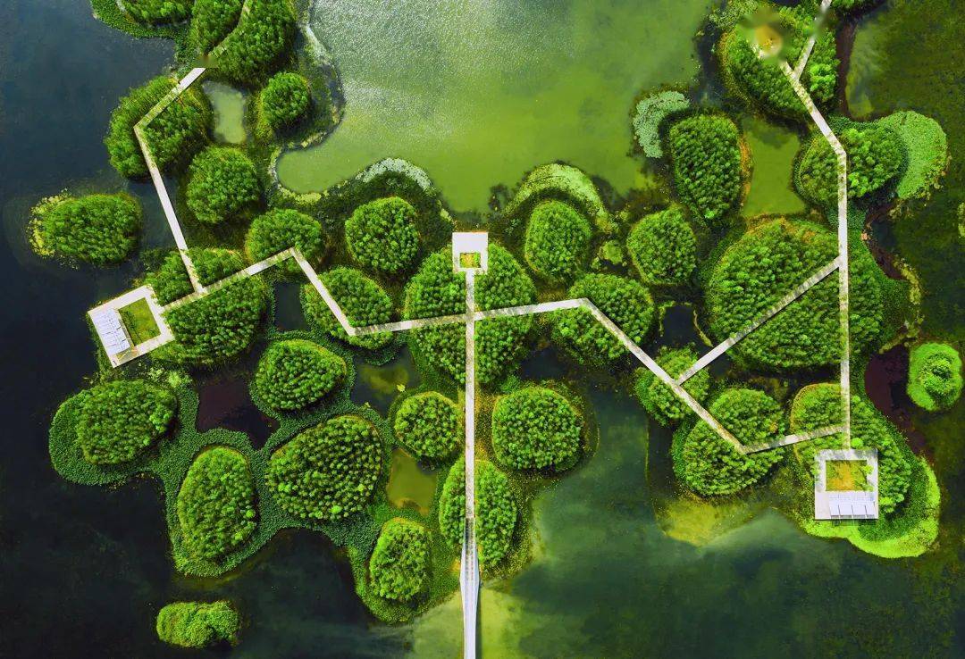 南昌鱼尾洲公园 | 漂浮森林_城市_湿地_洪水