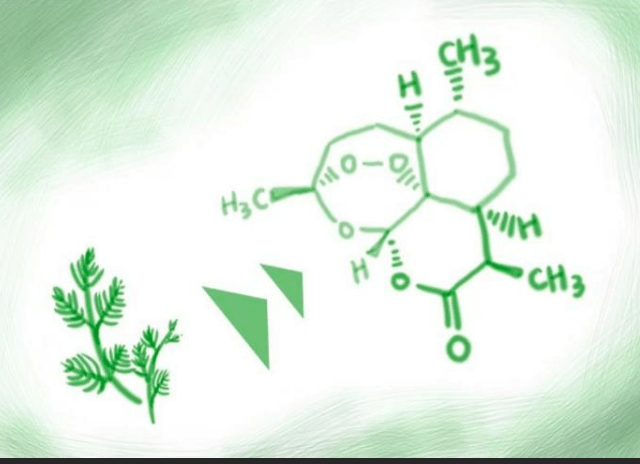 青蒿素给先天免疫系统消消火