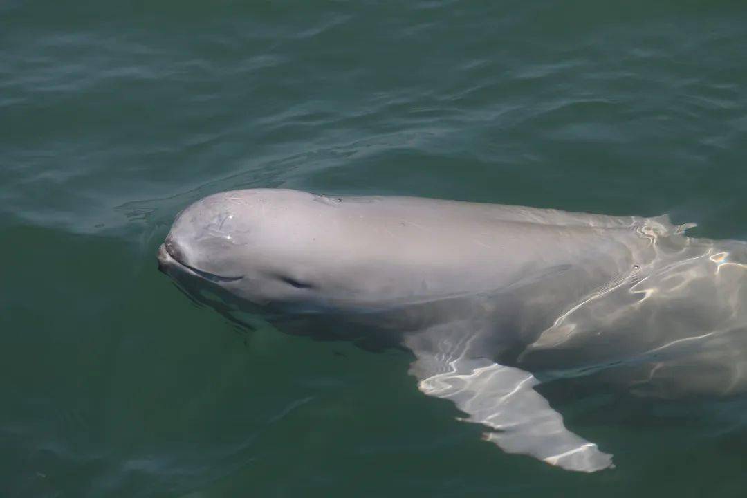 东亚江豚现身大连长海海域_海洋_生态_王旅