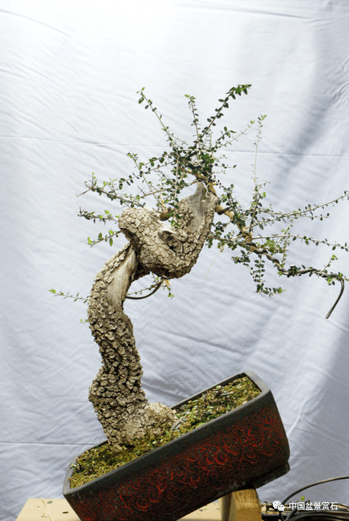 盆景_进行_修剪