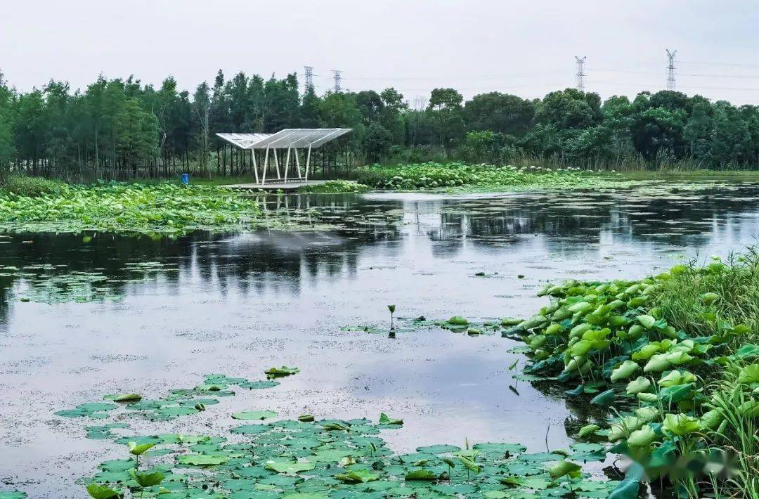 南昌漫游鱼尾洲公园