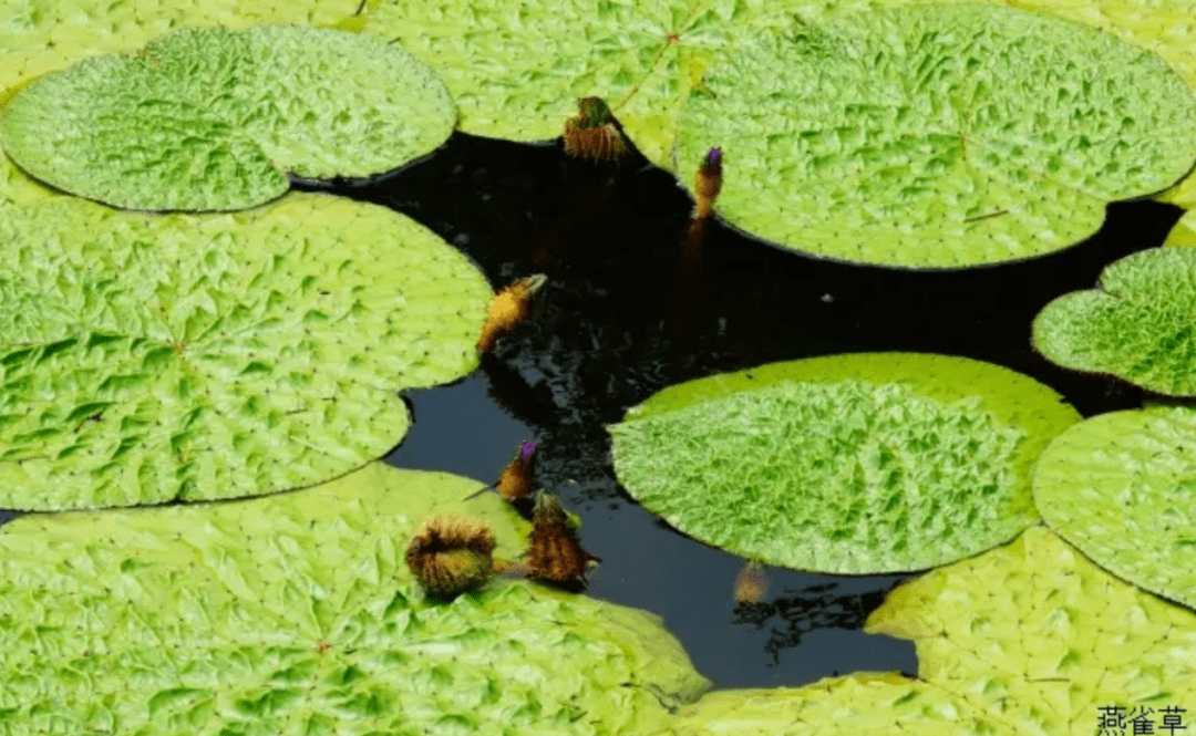 芡實滿塘鳥天堂祛溼最厲害的不是薏米要屬它