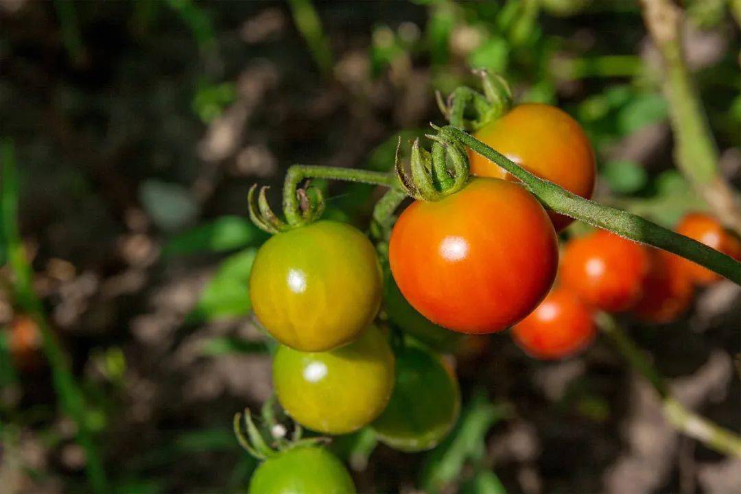 西红柿食用不当会中毒？这是真的吗？
                
                 