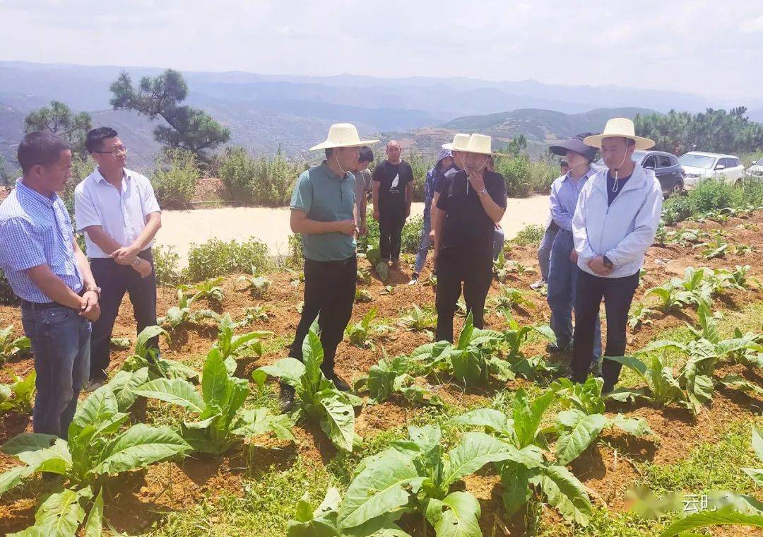 张挺查看冰雹灾情指导灾后生产自救工作_祥云_鹿鸣乡_灾害