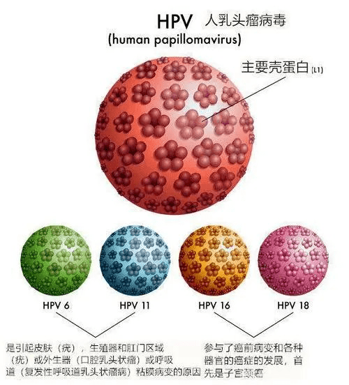 小部分类型会改变人体局部器官的dna,引起恶性肿瘤,有超过 40 种 hpv