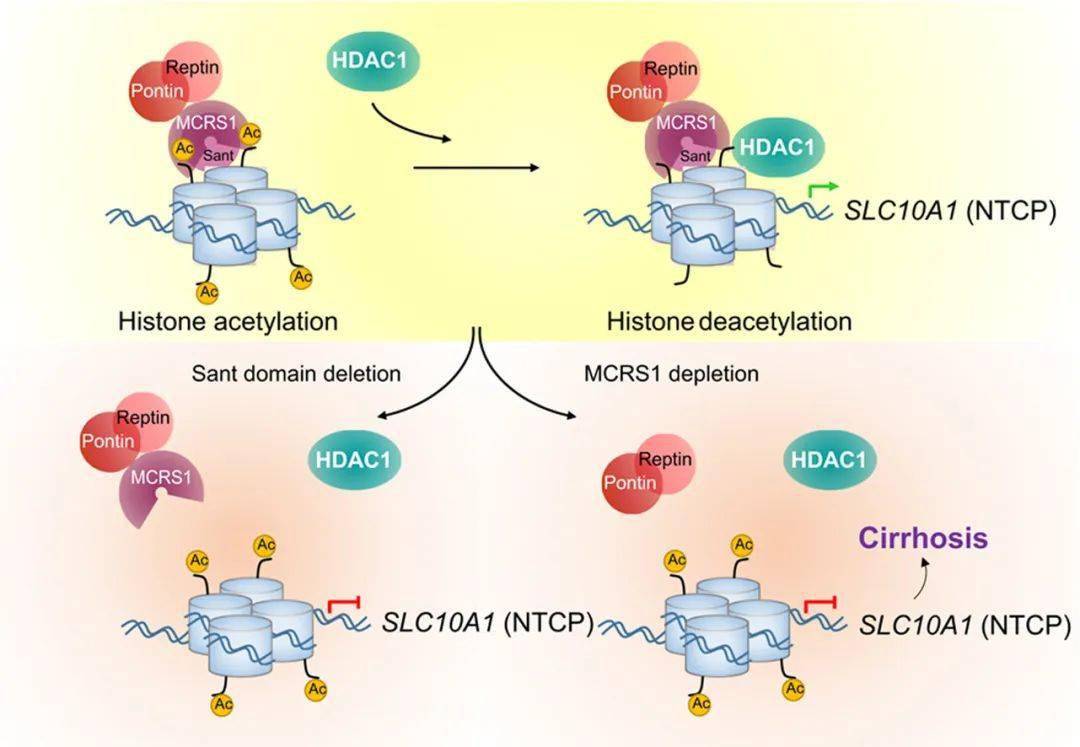 国自然热点组蛋白修饰的10种研究思路下篇