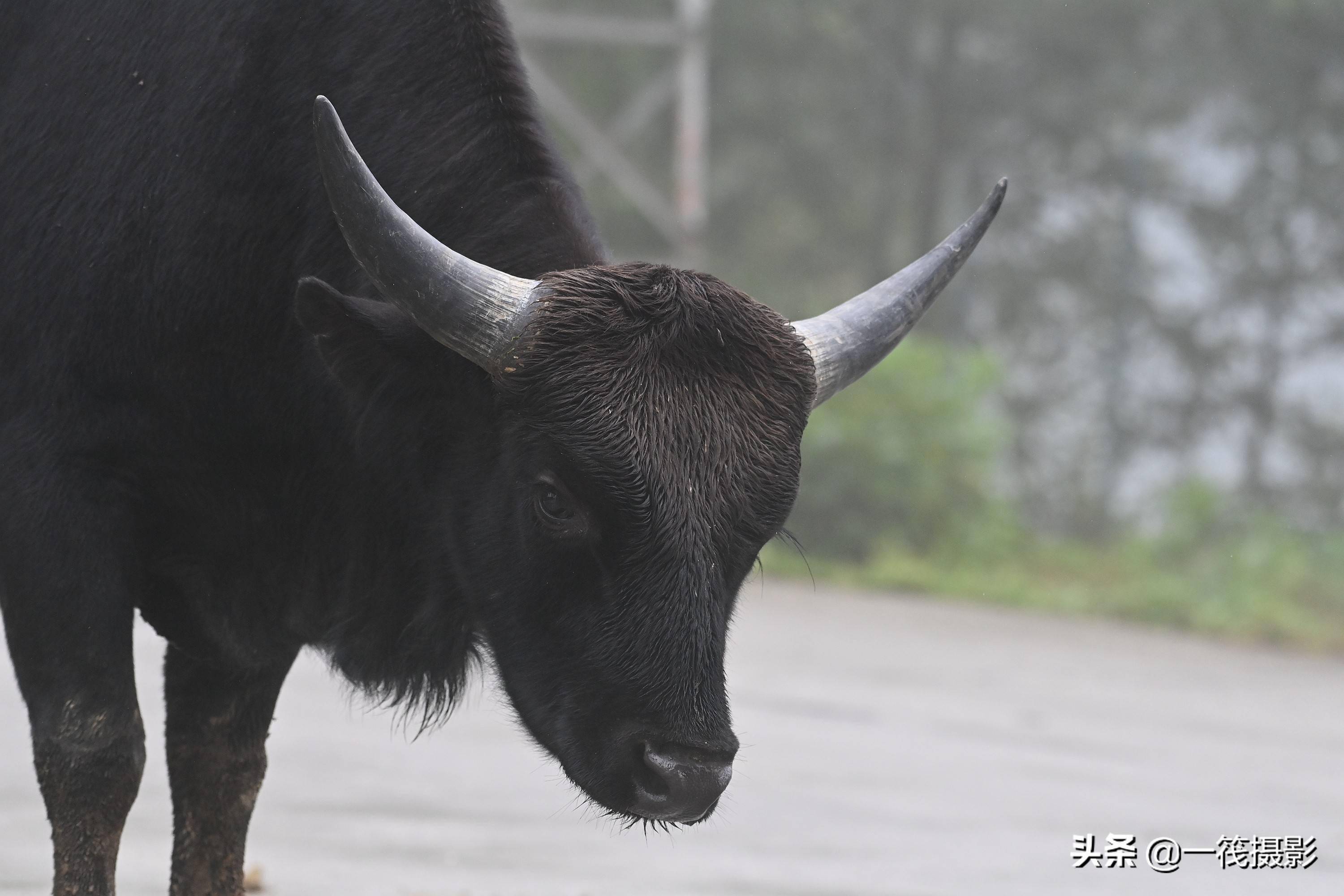 墨脱行路遇巴米牛又称大额牛因其稀有珍贵而称熊猫牛