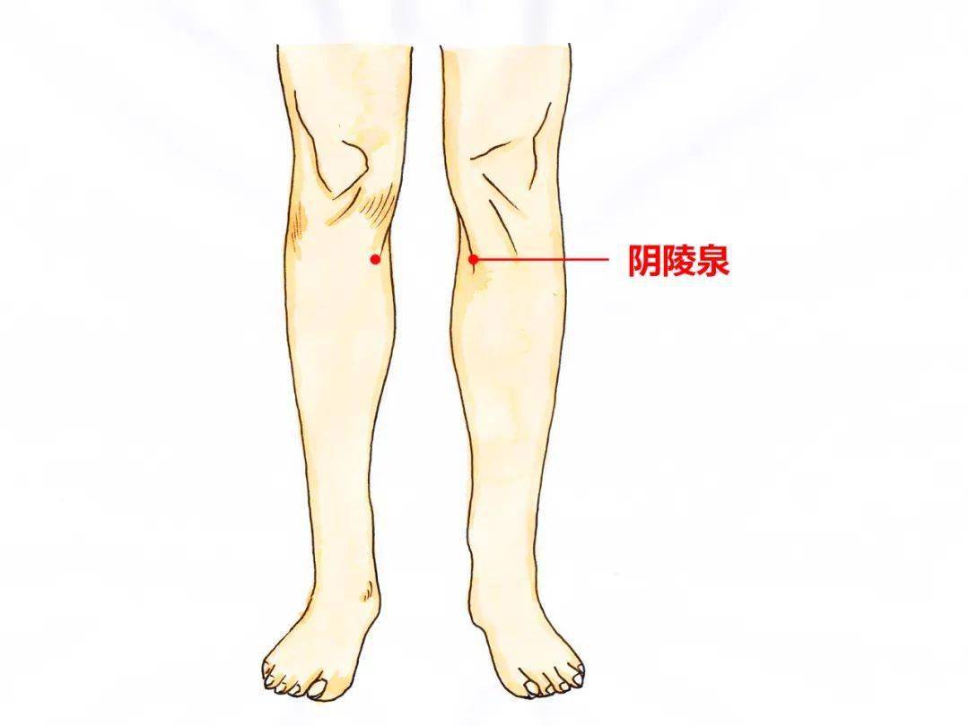 常规的学位包括了阴陵泉穴,承山穴和委中穴.