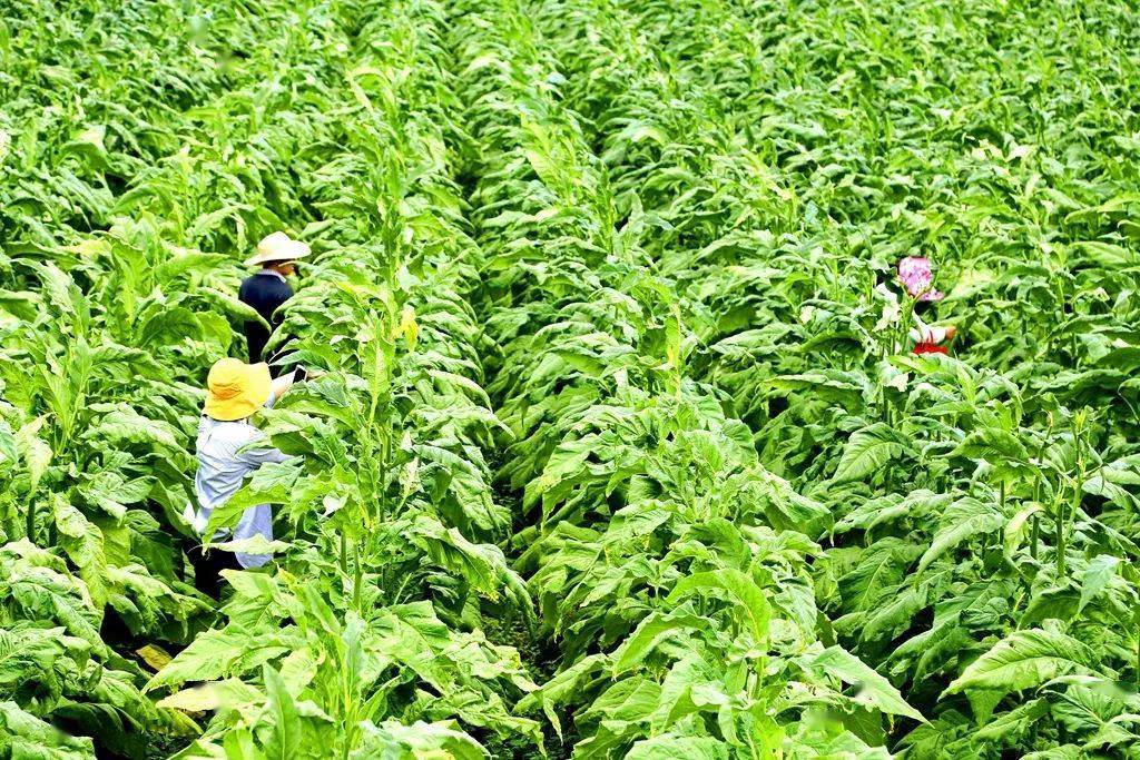 52万亩烤烟进入成熟期 烟农田间赶"烤"忙_烟叶_烤房_指导