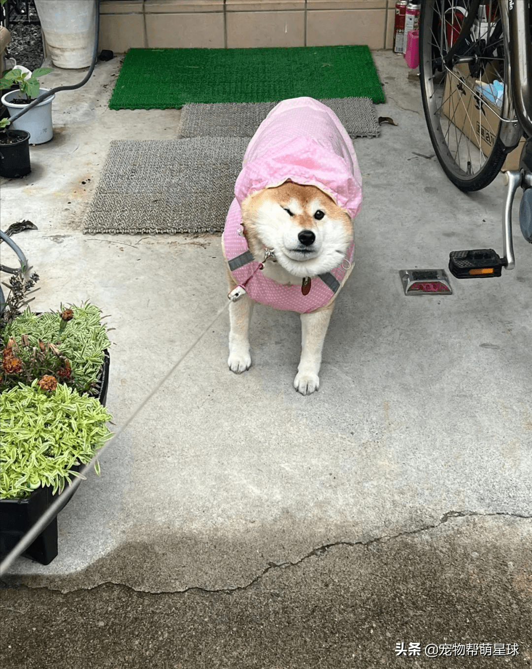 当一只有洁癖的狗子遇到下雨,铲屎官表示差点被逼疯_狗狗_twitter_可