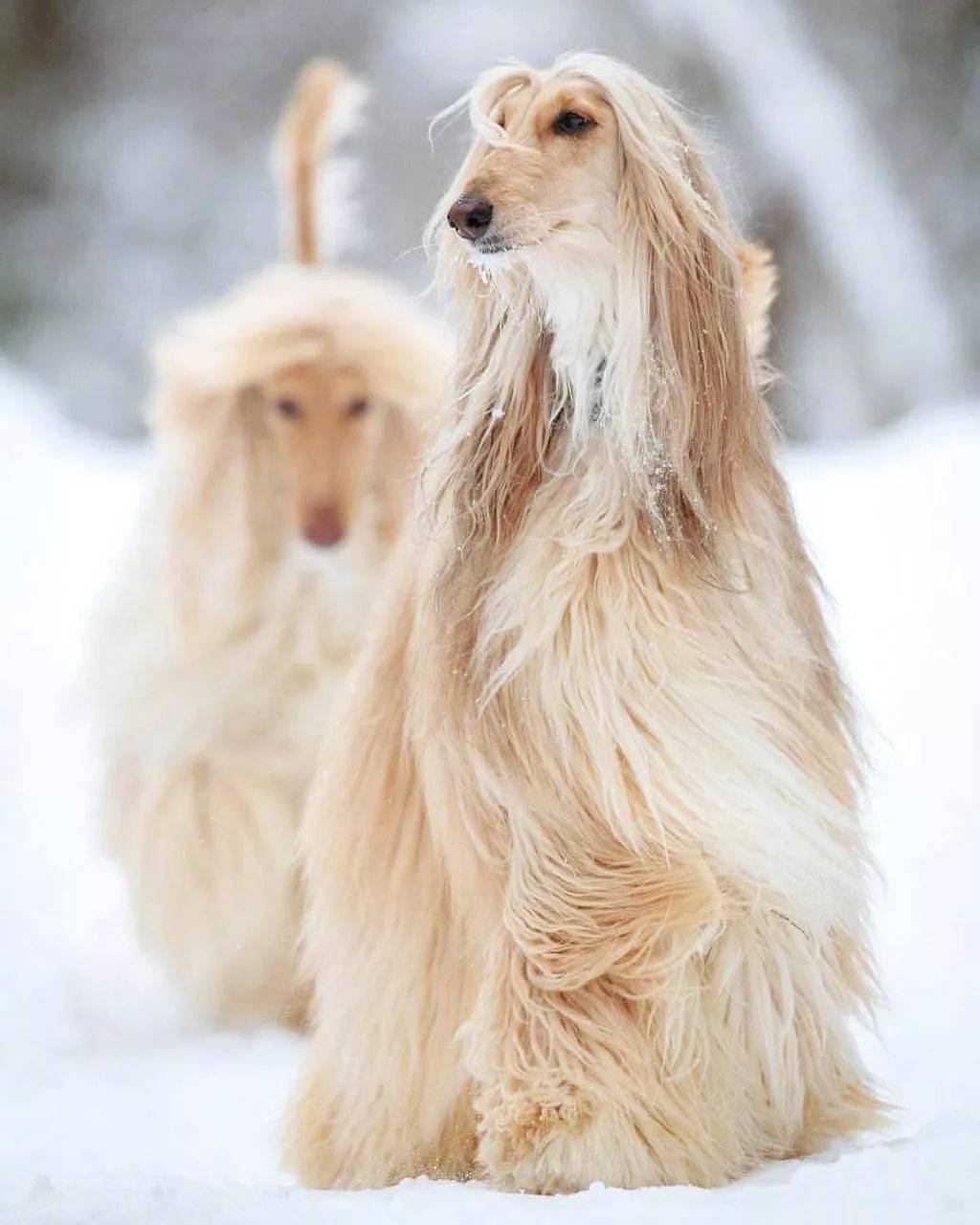 "救命,我养的阿富汗猎犬,为啥跟网上的不一样."_气质_美容_贵妇
