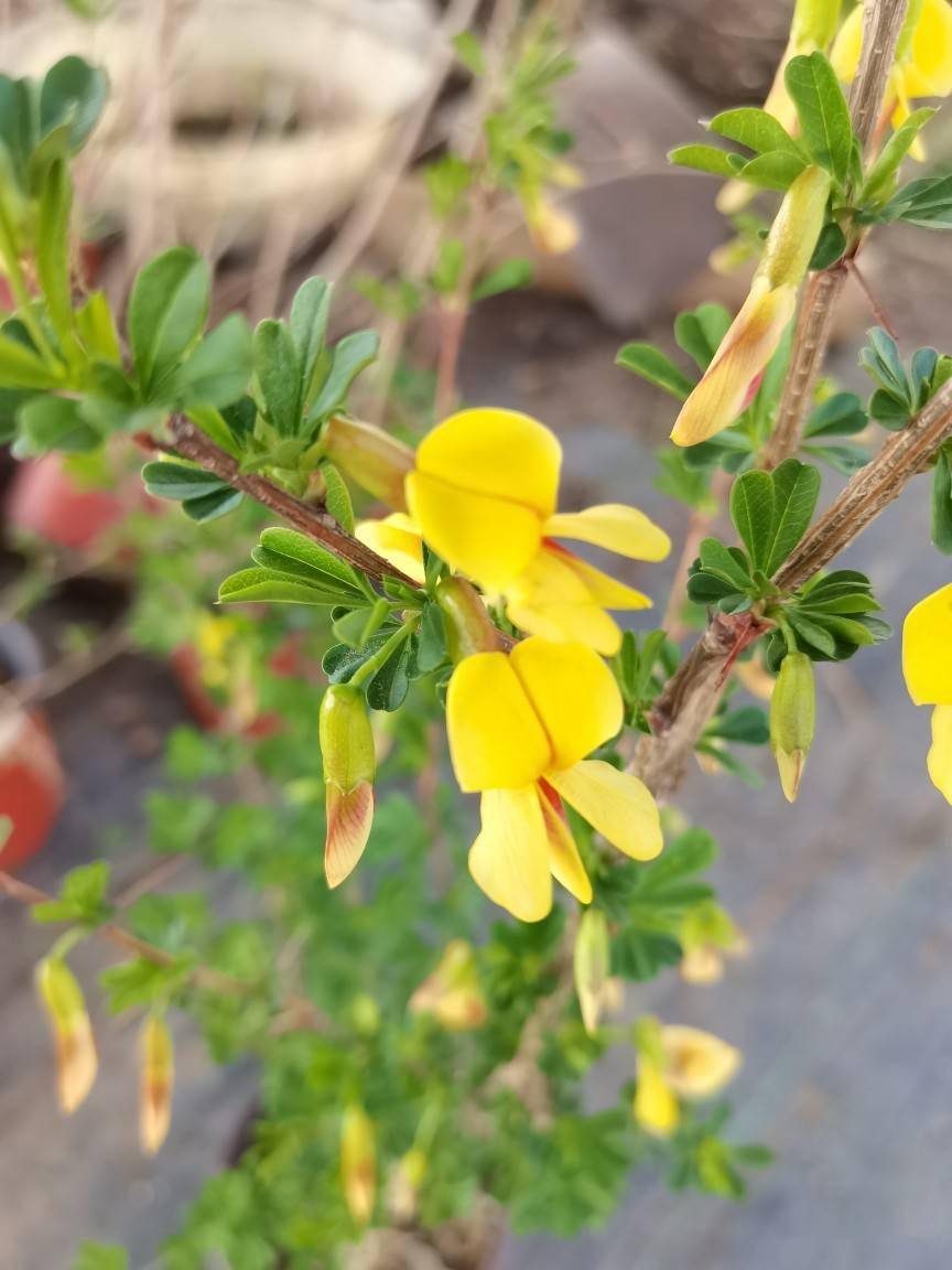 锦鸡儿又名黄雀花,金雀花,阳雀花,酱辫子,属于豆科锦鸡儿属,在我国