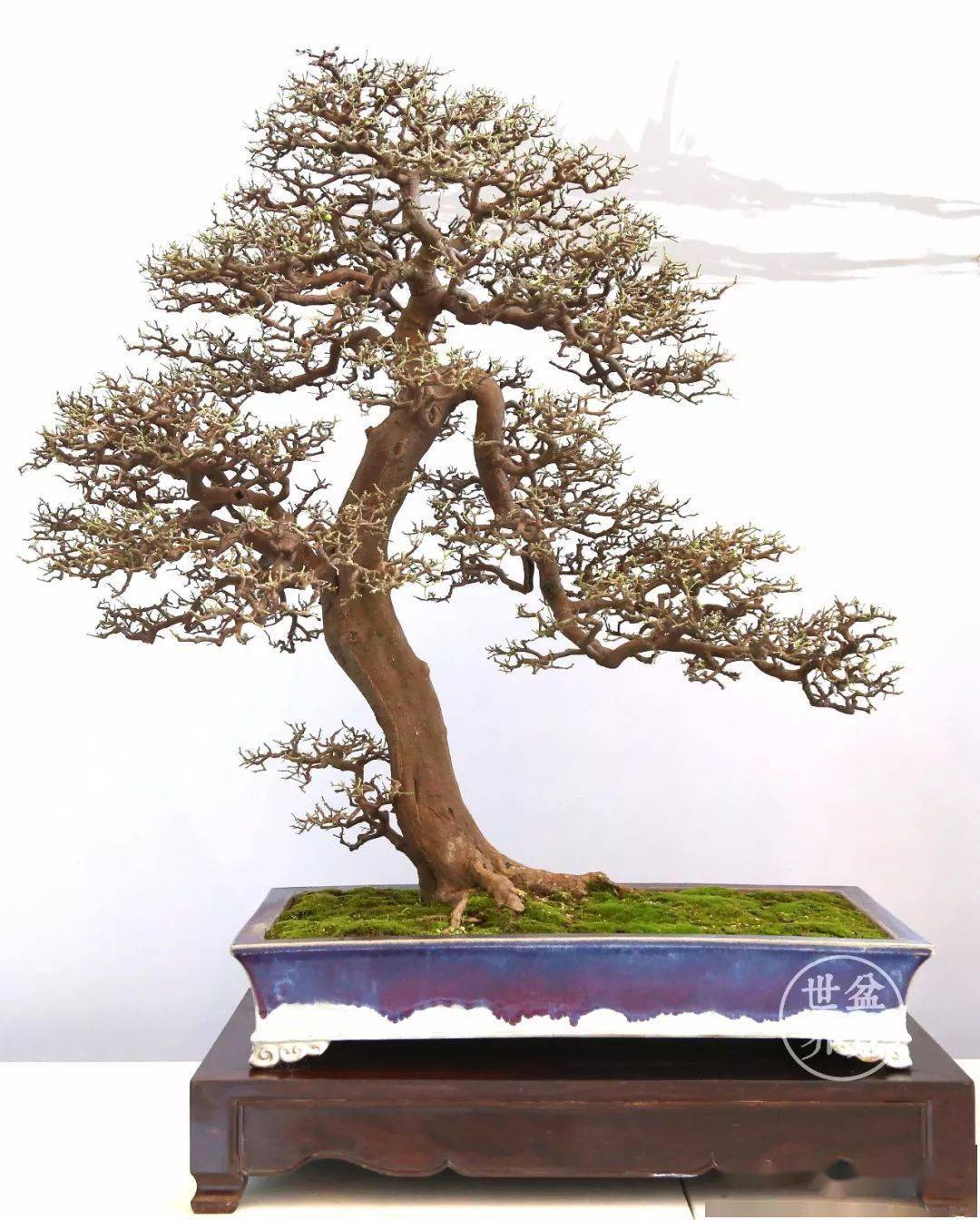 中国66金,日本5金,中国台湾3金,加拿大1金丨盆景国际竞赛金奖作品排行