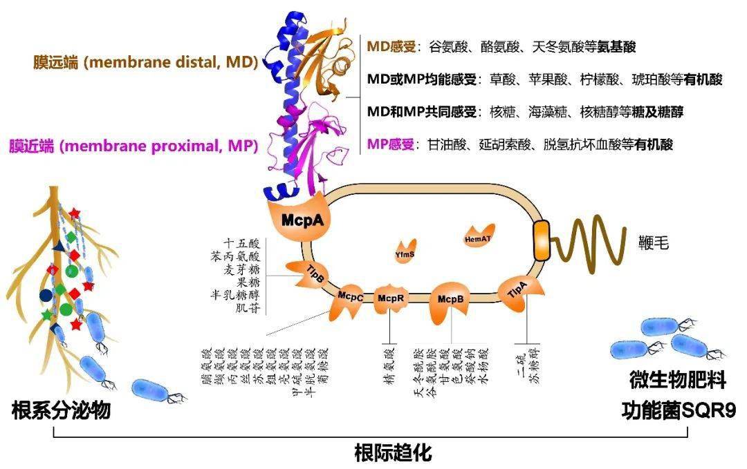 mcpa是dcache類型的趨化受體,研究通過解析受體mcpa的胞外配體識別