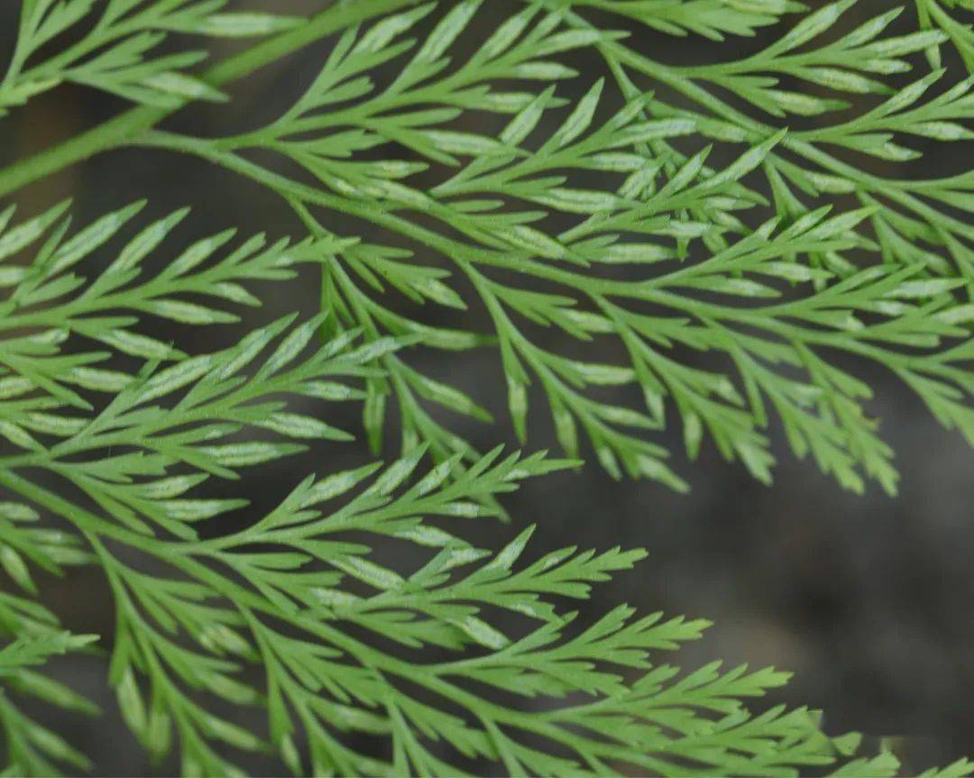 野雉尾金粉蕨_气质_孢子_叶子