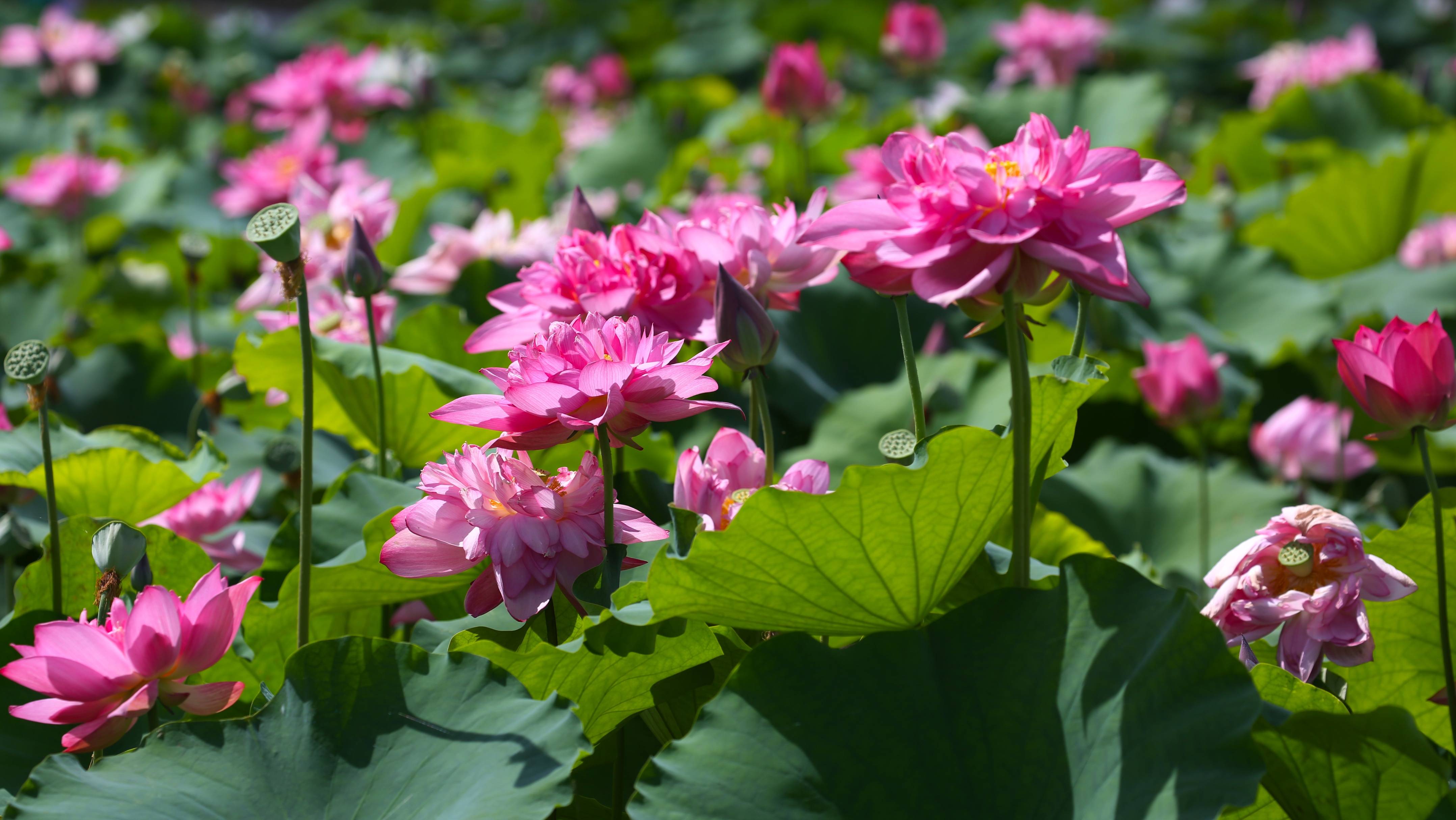 荷美覃塘湖美四季第九届覃塘区荷花文化旅游节新闻发布会暨招商引资
