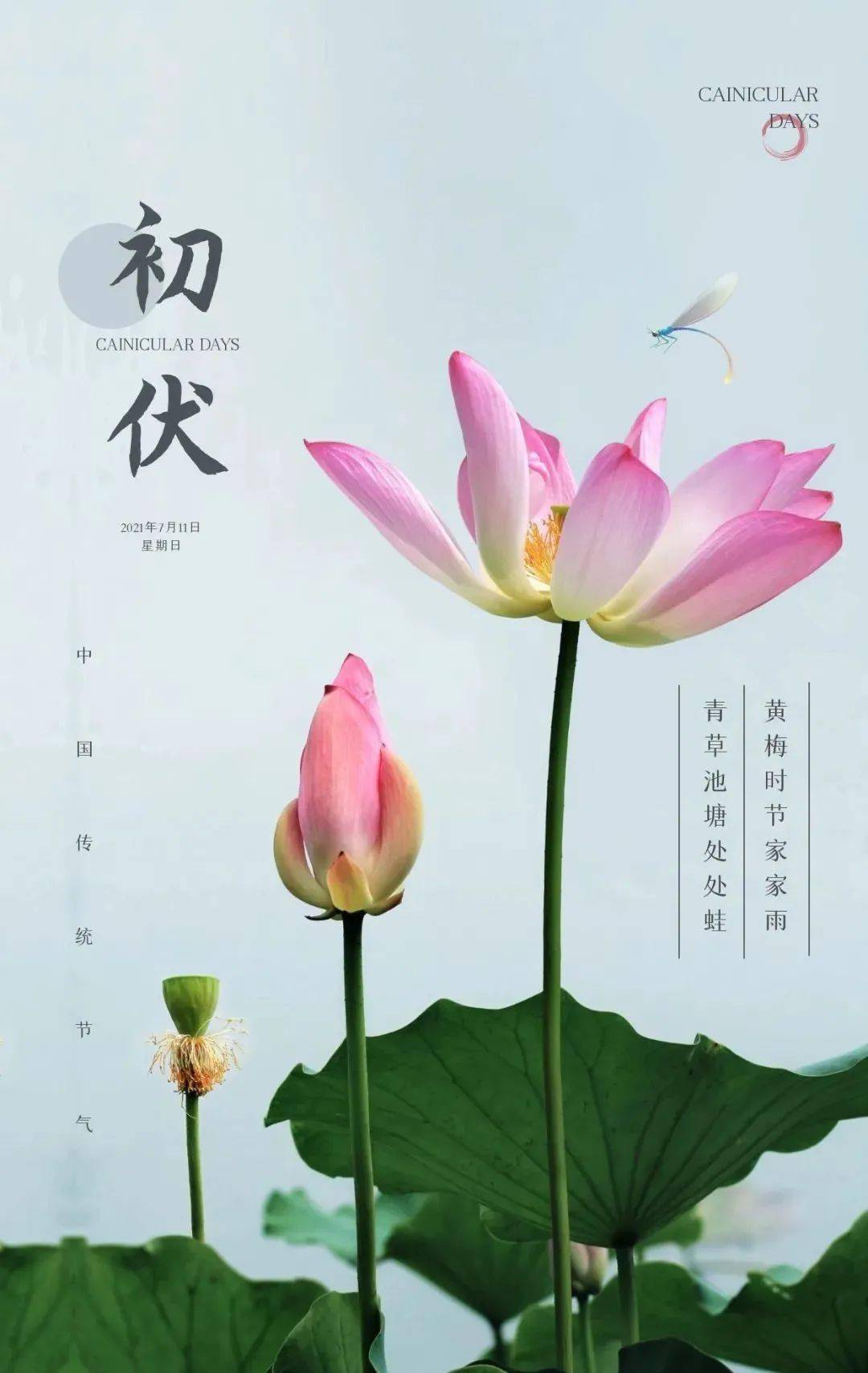 今日入伏精美图片,2022三伏天祝福语,愿你好心情陪伴分分秒秒_朋友