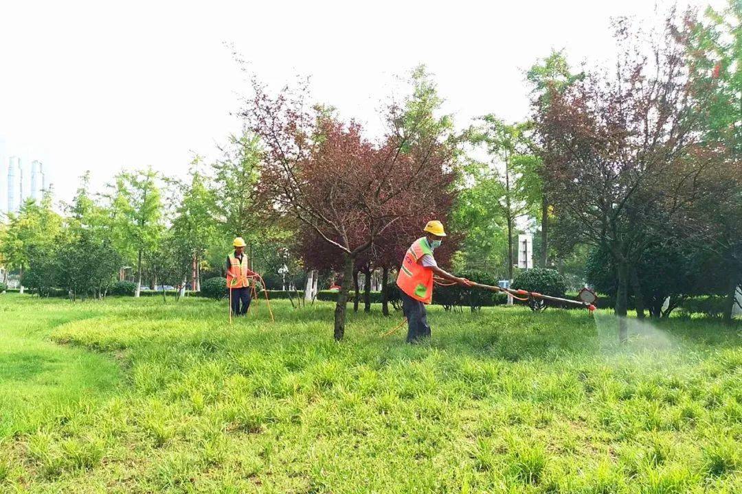 文明视角日照园林环卫集团加强夏季绿化养护助力创城提品质