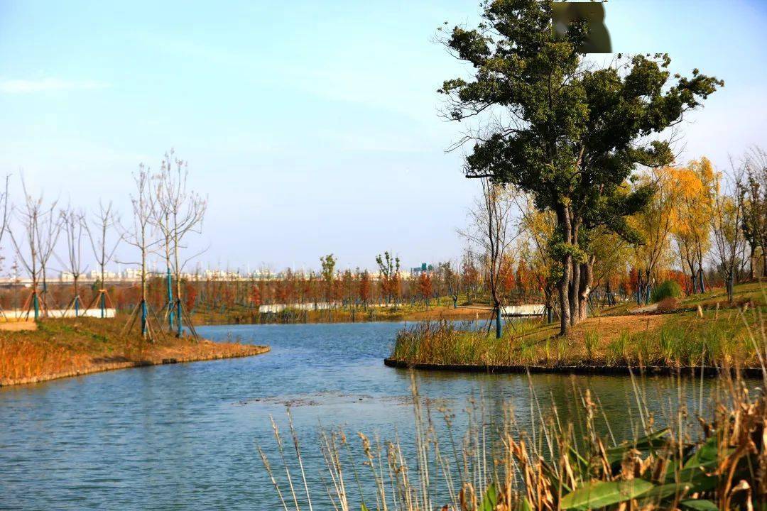 美丽的张家浜楔形绿地,年底开放