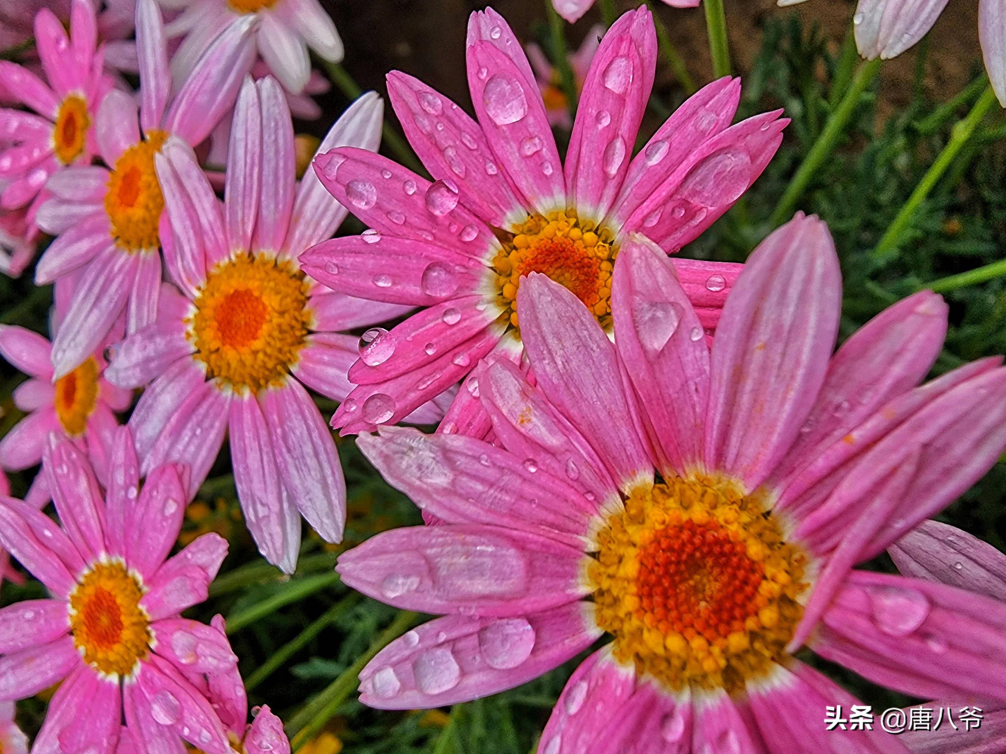 盛夏美丽动人的花朵